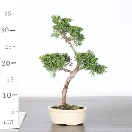 image supplémentaire - Juniper "juniperus kishu" 2-4