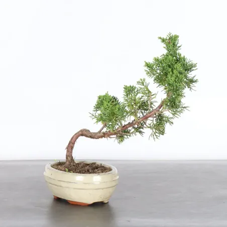 JUNIPER "JUNIPERUS KISHU" 2-5