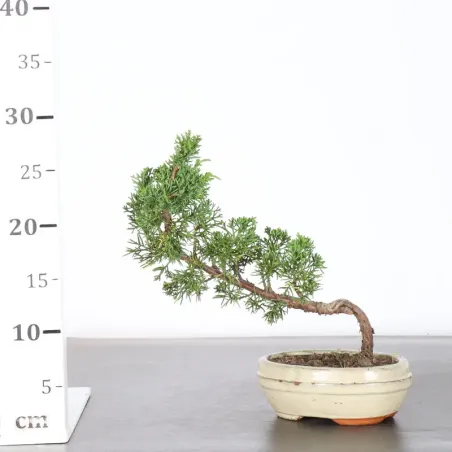 image supplémentaire - GENÉVRIER "JUNIPERUS KISHU"...