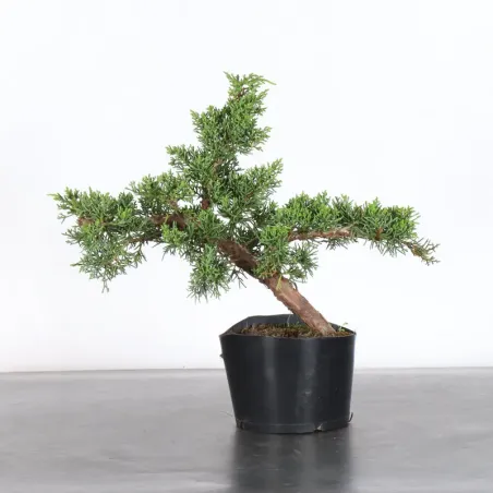 JUNIPERUS CHINENSIS KISHU 2-6