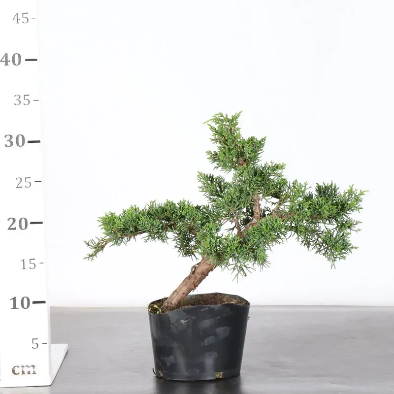 image supplémentaire - GENÉVRIER "JUNIPERUS KISHU"...