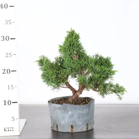 image supplémentaire - Juniper "juniperus kishu" 2-7