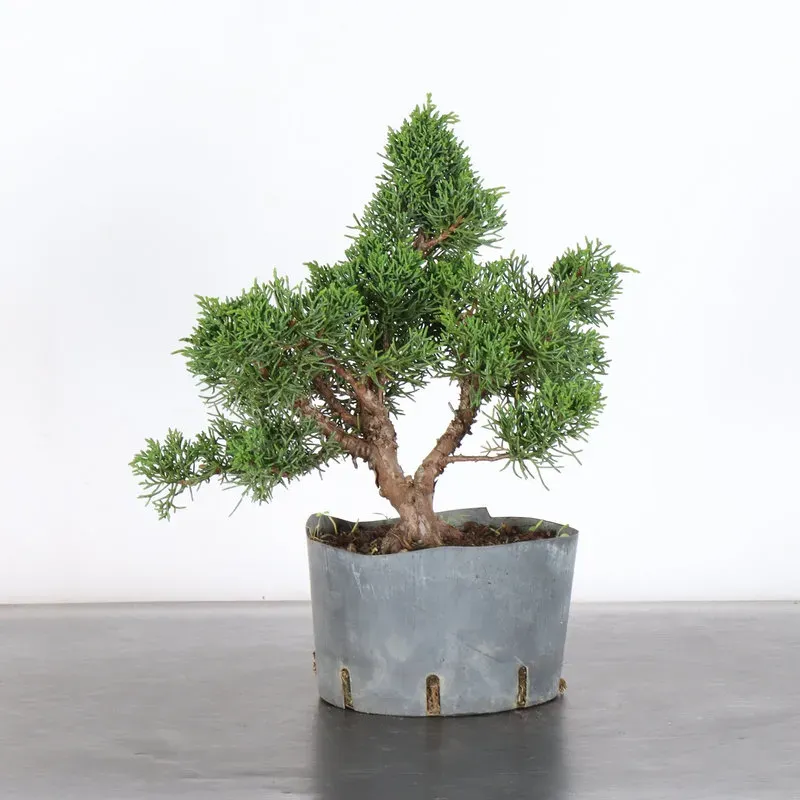 GENÉVRIER "JUNIPERUS KISHU" 2-7