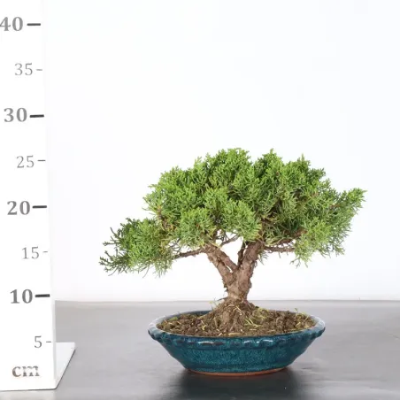 image supplémentaire - JUNIPER "JUNIPERUS KISHU" 2-8