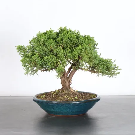 JUNIPER "JUNIPERUS KISHU" 2-8