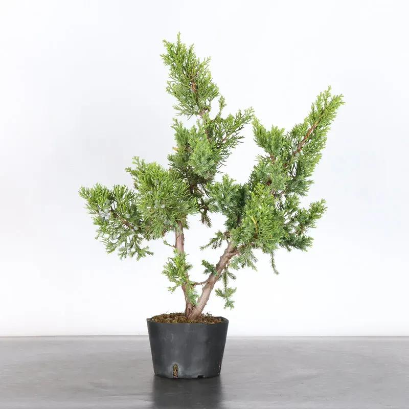 GENÉVRIER "JUNIPERUS FORMOSA" 2-9