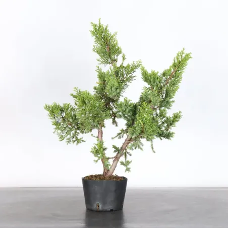 JUNIPERUS CHINENSIS FORMOSA 2-9