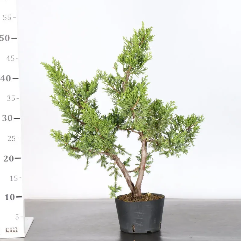 image supplémentaire - GENÉVRIER "JUNIPERUS...