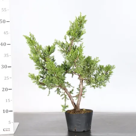 image supplémentaire - GENÉVRIER "JUNIPERUS...