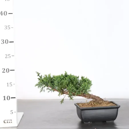 image supplémentaire - JUNIPER "JUNIPERUS KISHU" 2-10