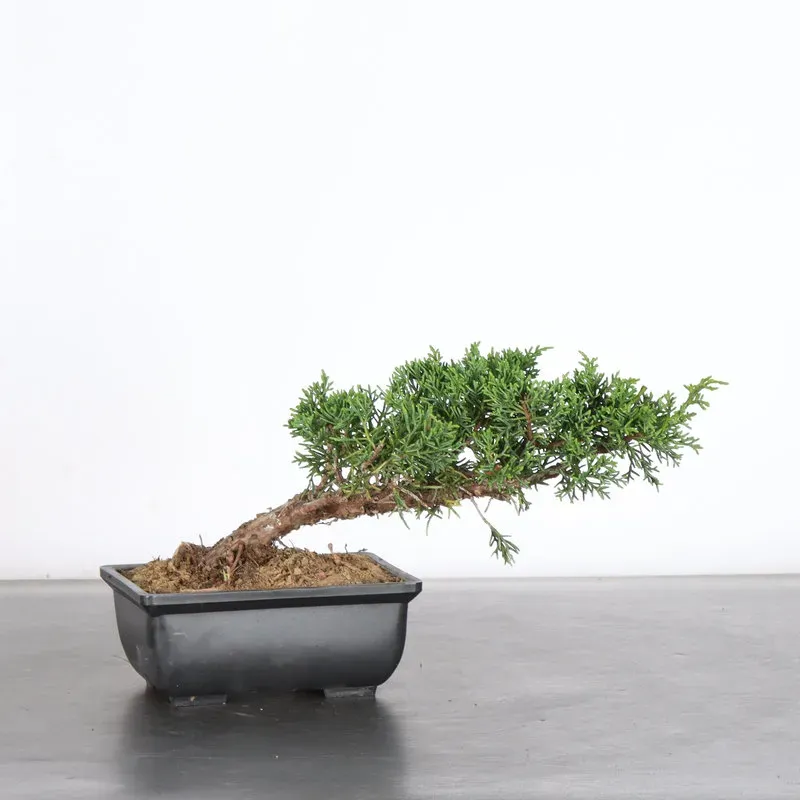 JUNIPER "JUNIPERUS KISHU" 2-10