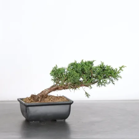 GENÉVRIER "JUNIPERUS KISHU" 2-10