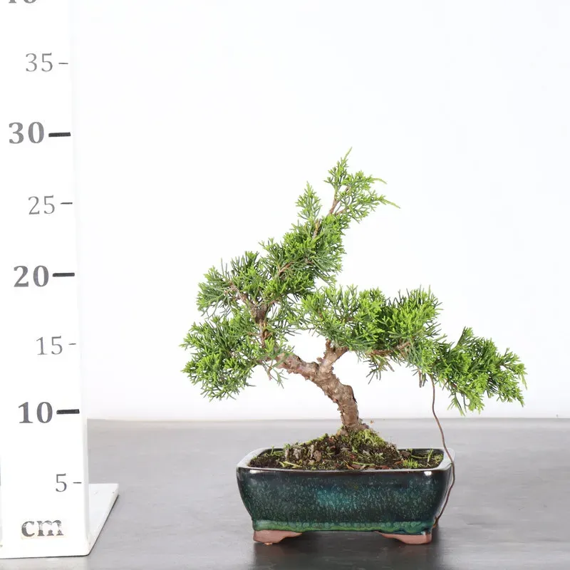 image supplémentaire - GENÉVRIER "JUNIPERUS...