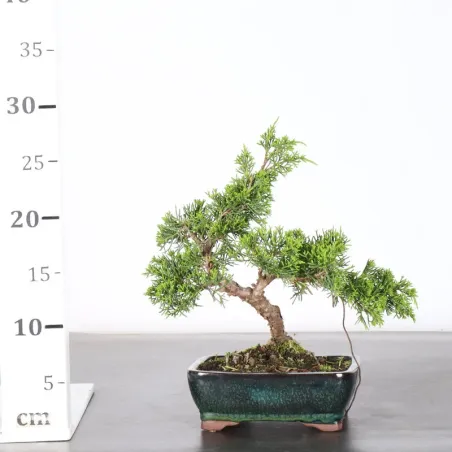 image supplémentaire - JUNIPER "JUNIPERUS...