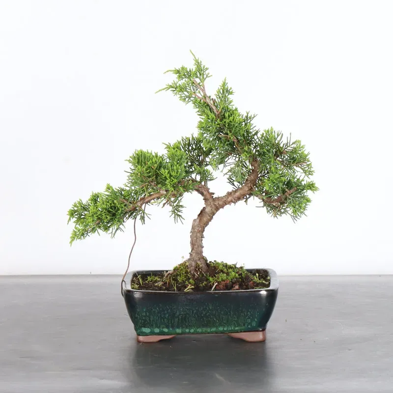GENÉVRIER "JUNIPERUS ITOIGAWA" 2-11