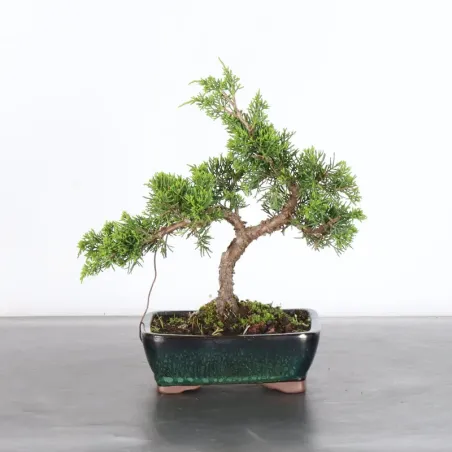 GENÉVRIER "JUNIPERUS ITOIGAWA" 2-11