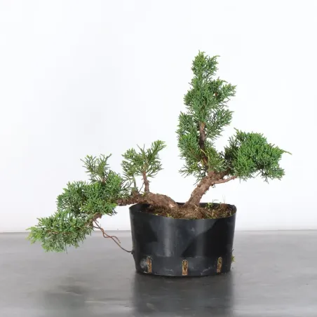 JUNIPER "JUNIPERUS KISHU" 2-12