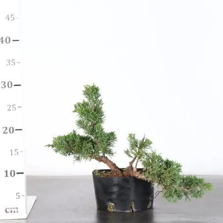 image supplémentaire - GENÉVRIER "JUNIPERUS KISHU"...