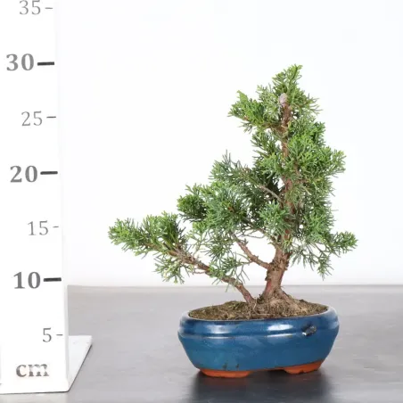image supplémentaire - JUNIPER "JUNIPERUS KISHU" 2-13