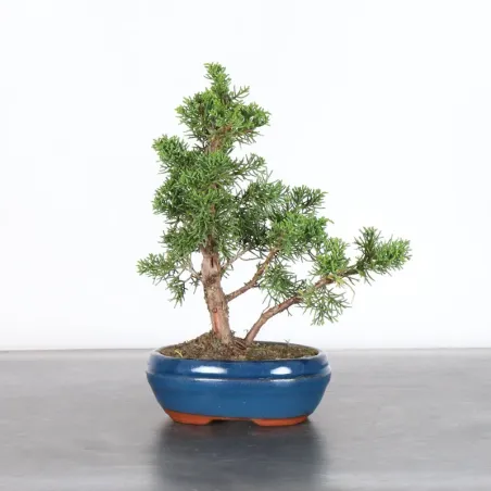 GENÉVRIER "JUNIPERUS KISHU" 2-13