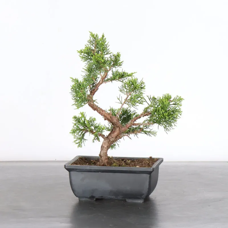 GENÉVRIER "JUNIPERUS ITOIGAWA" 2-14
