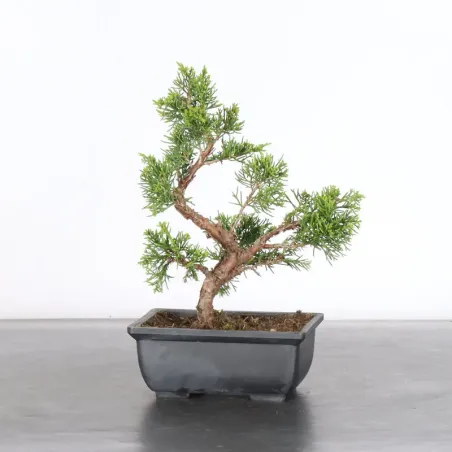 JUNIPER "JUNIPERUS ITOIGAWA" 2-14