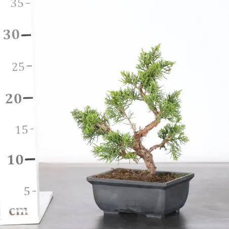 image supplémentaire - JUNIPER "JUNIPERUS...