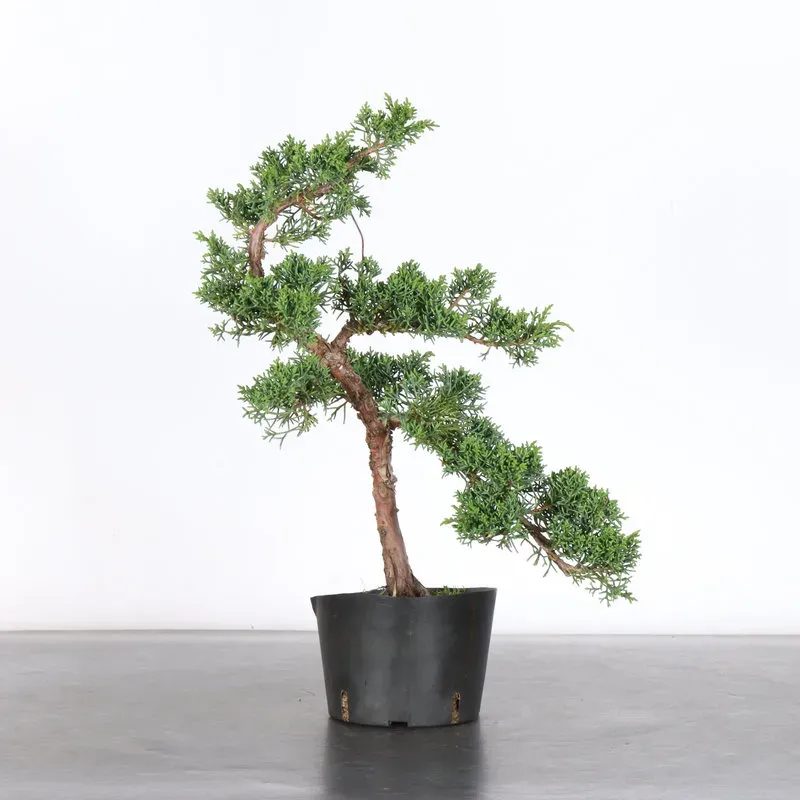 GENÉVRIER "JUNIPERUS KISHU" 2-15