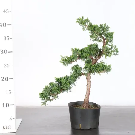 image supplémentaire - JUNIPER "JUNIPERUS KISHU" 2-15
