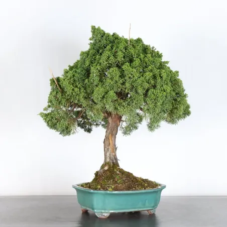 JUNIPERUS CHINENSIS KISHU 3-1
