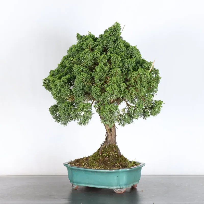 image supplémentaire - JUNIPERUS CHINENSIS KISHU 3-1