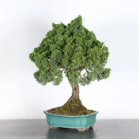 image supplémentaire - GENÉVRIER "JUNIPERUS KISHU"...