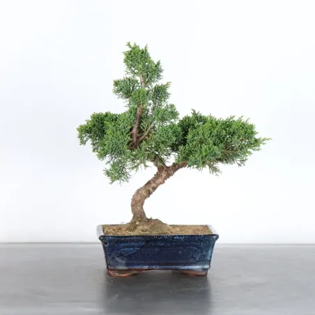 Juniper "juniperus kishu" 3-2