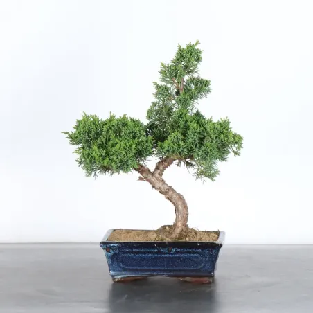image supplémentaire - Juniper "juniperus kishu" 3-2