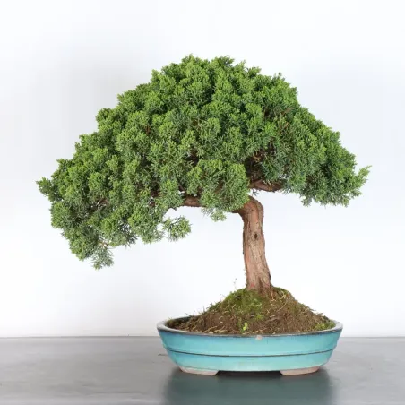 Juniper "juniperus kishu" 3-3 (Cracked pot)