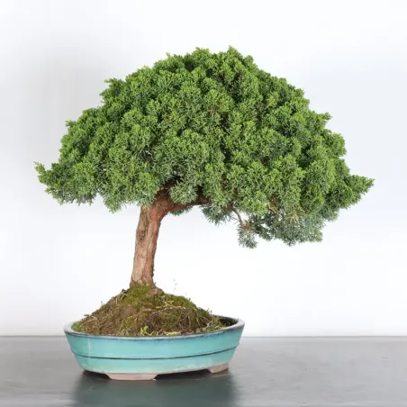 image supplémentaire - Juniper "juniperus kishu"...