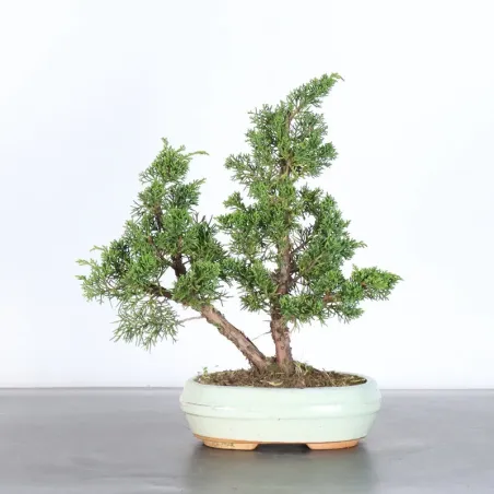 Juniper "juniperus kishu" 3-4