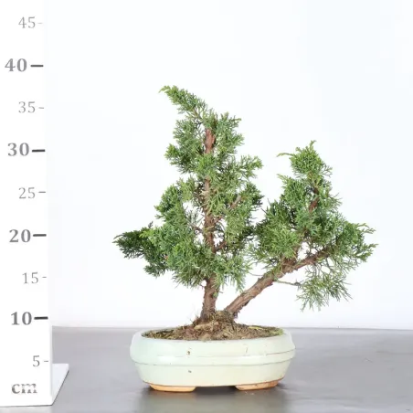 image supplémentaire - Juniper "juniperus kishu" 3-4