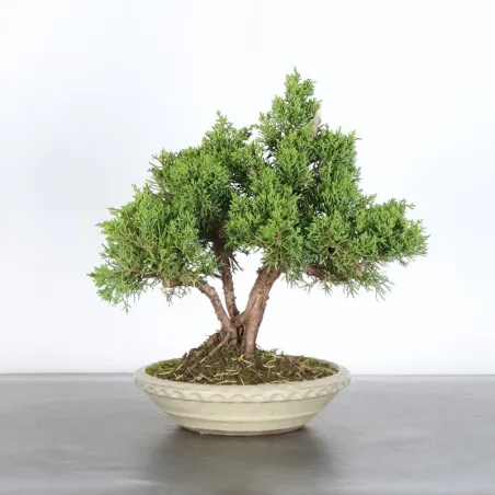 JUNIPERUS CHINENSIS KISHU 3-5
