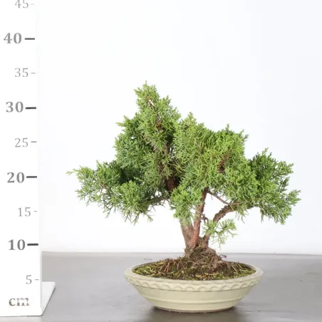 image supplémentaire - GENÉVRIER "JUNIPERUS KISHU"...