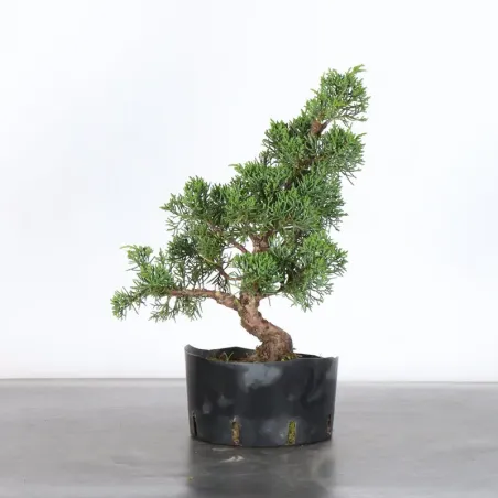 Juniper "juniperus kishu" 3-6
