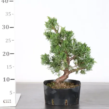 image supplémentaire - Juniper "juniperus kishu" 3-6