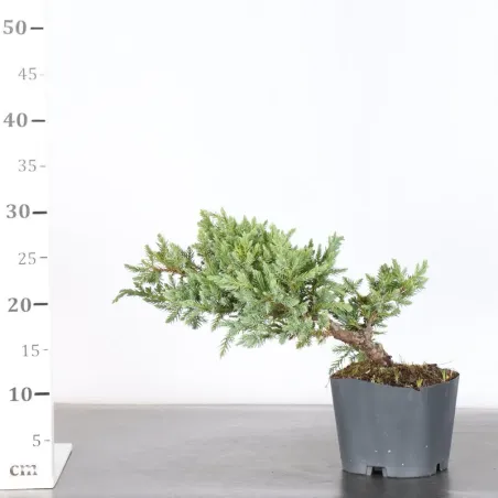 image supplémentaire - PREBONSAI JUNIPER Juniperus...
