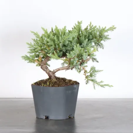 PREBONSAI JUNIPER Juniperus horizontalis "Blue Chip" 3-7