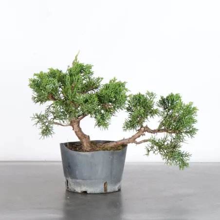 Juniper "juniperus kishu" 3-8