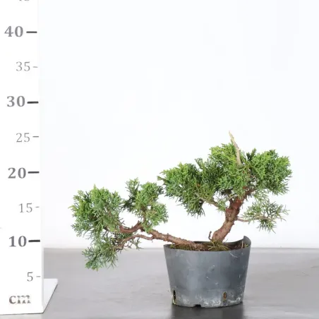 image supplémentaire - Juniper "juniperus kishu" 3-8