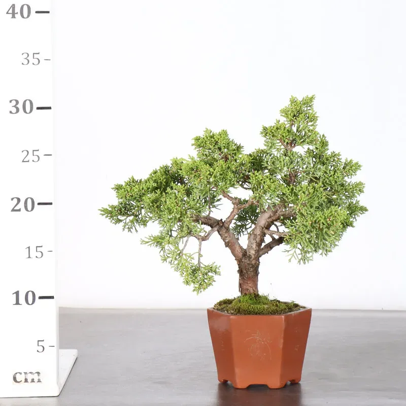 image supplémentaire - JUNIPER "JUNIPERUS KISHU" 3-9