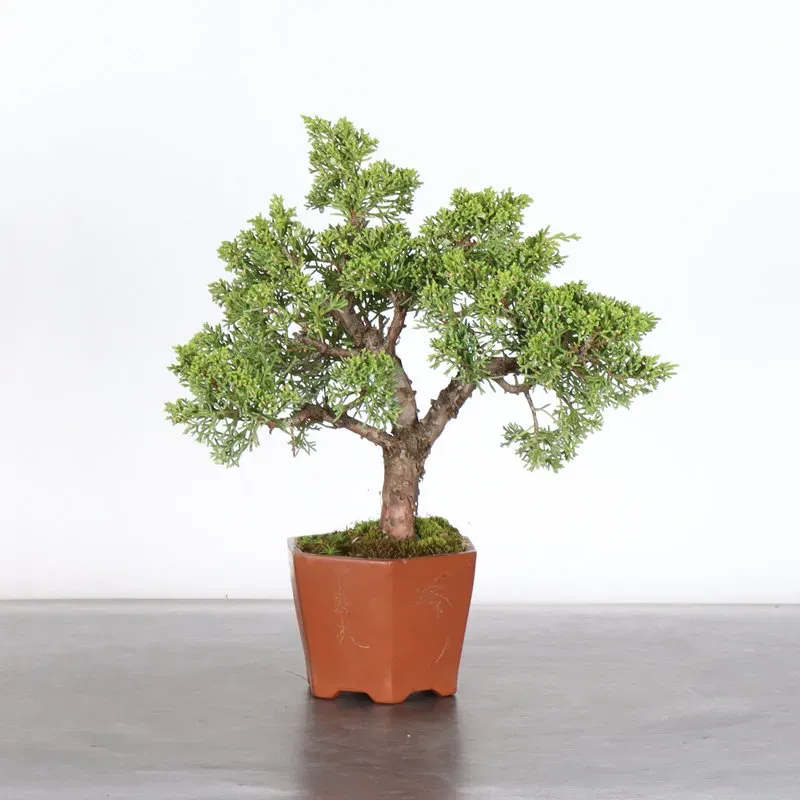 JUNIPER "JUNIPERUS KISHU" 3-9