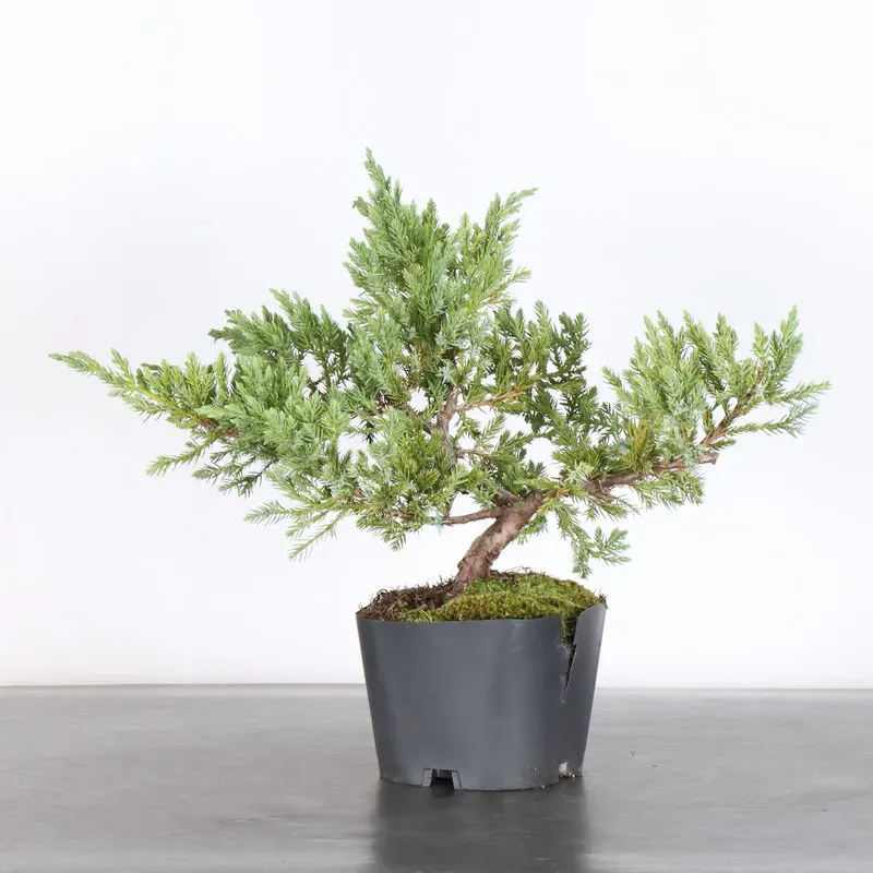 PREBONSAI JUNIPER Juniperus horizontalis "Blue Chip" 3-10