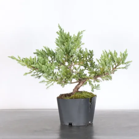 PREBONSAI GENÉVRIER Juniperus horizontalis "Blue Chip" 3-10